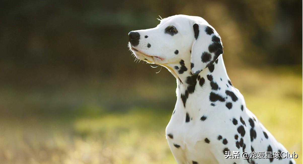 大麦町犬，为什么能成为美国救火队的吉祥物？