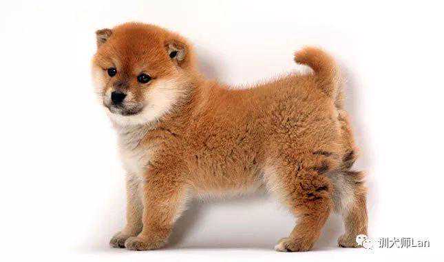 想养一只不爱叫的小型犬，有哪些选择？