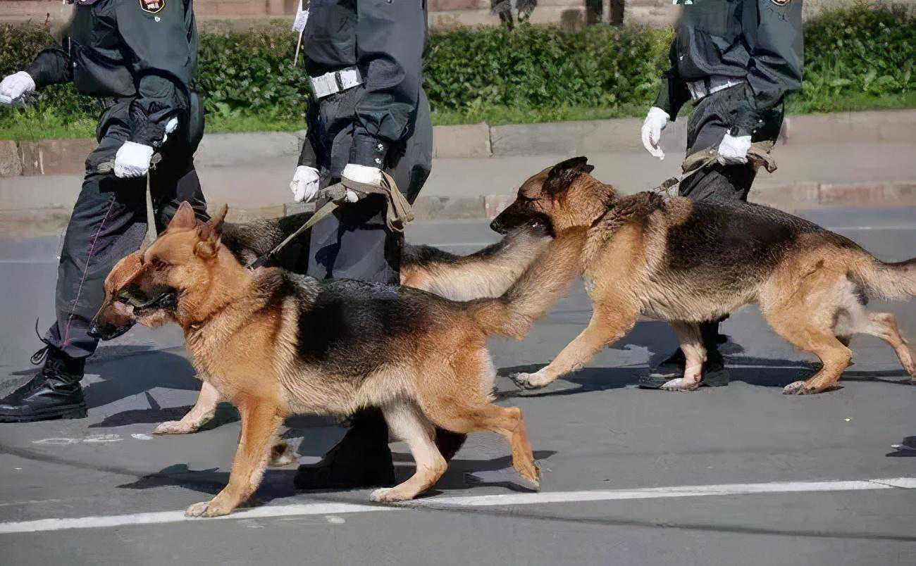 怎样喂养马犬，马犬喂养的注意事项！
