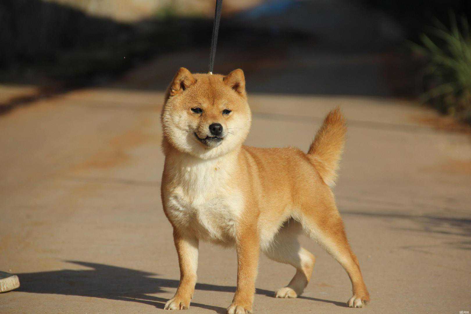 柴犬智商怎么样？！能驯服吗？