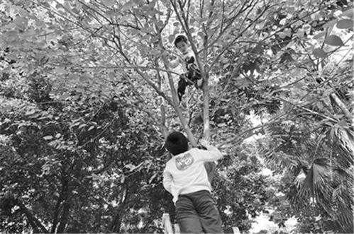 曾经农村门前的“木王”，连树叶子都是美味，现在为何很少见了？