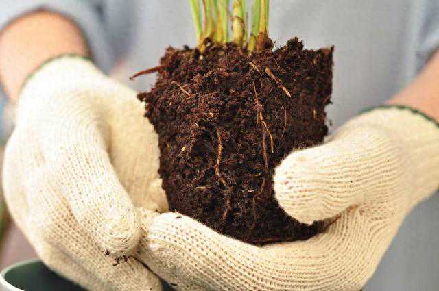 促进植物生根的方法