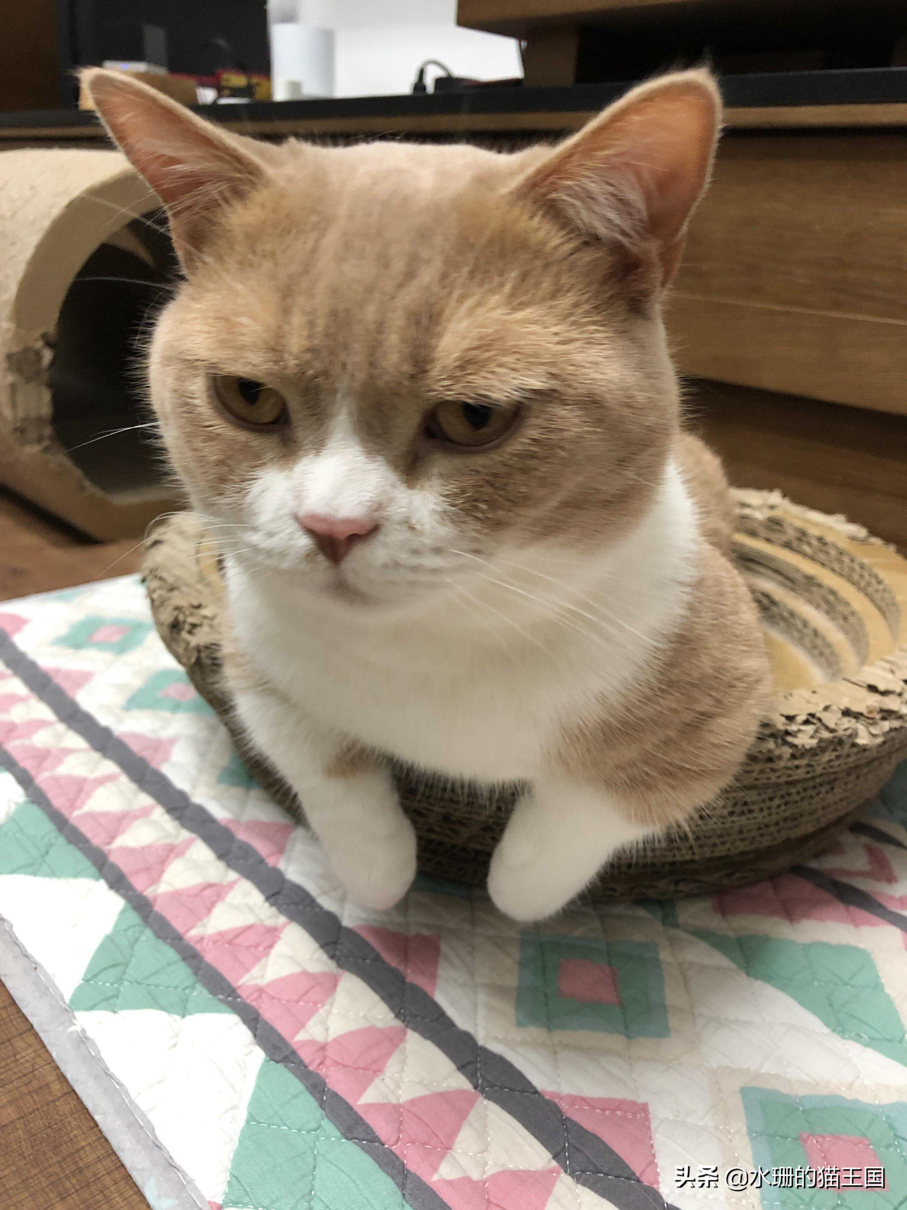 收藏向｜猫狗常备药物，有它们就基本告别医院了
