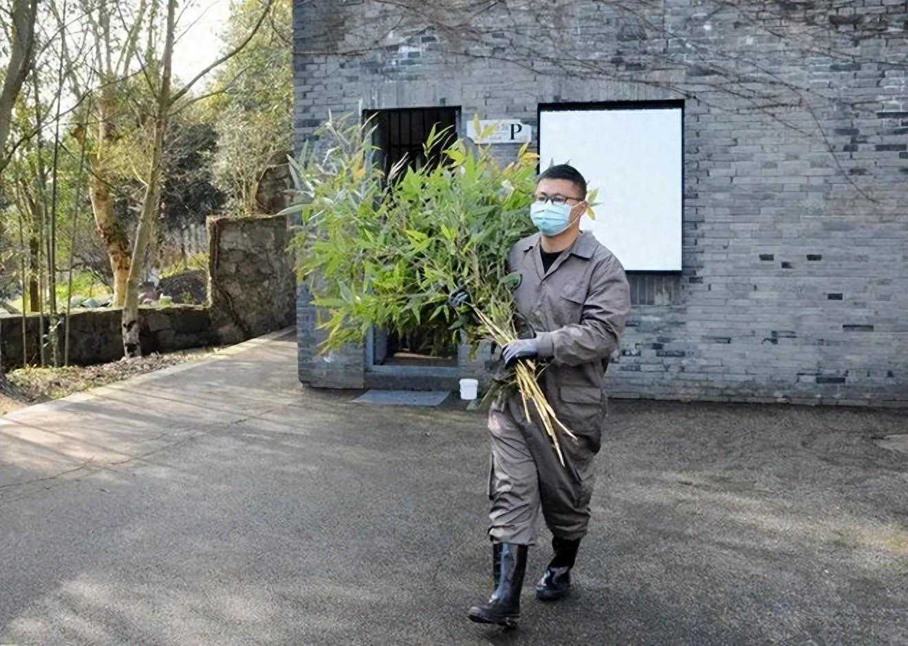 畜牧养殖虚拟仿真系统：大熊猫福宝回国，饲养员饱受关注
