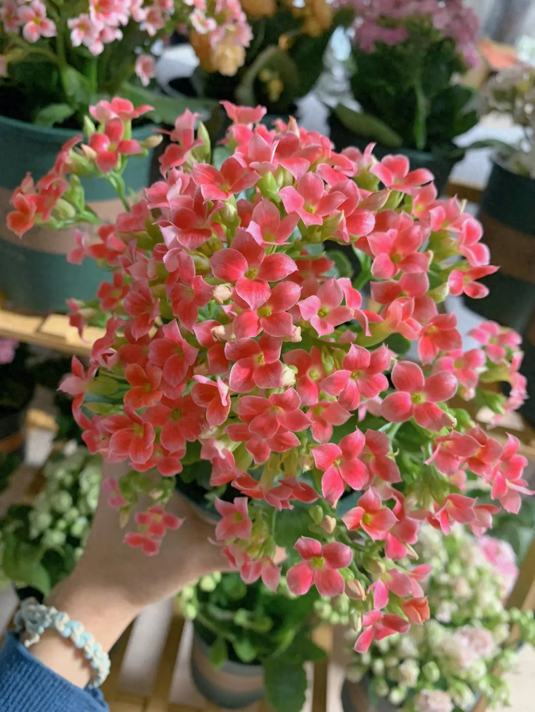 长春花种子什么时候播种最好