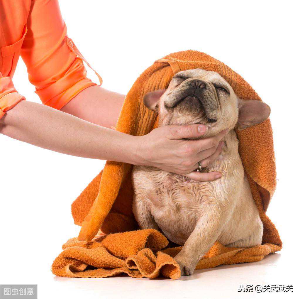 北京的冬天，我的法斗怎么活？