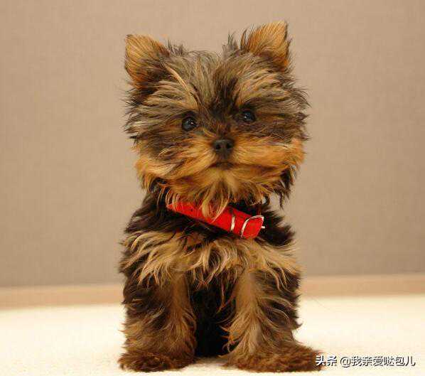 约克夏犬多少钱一只？约克夏市场价格大盘点