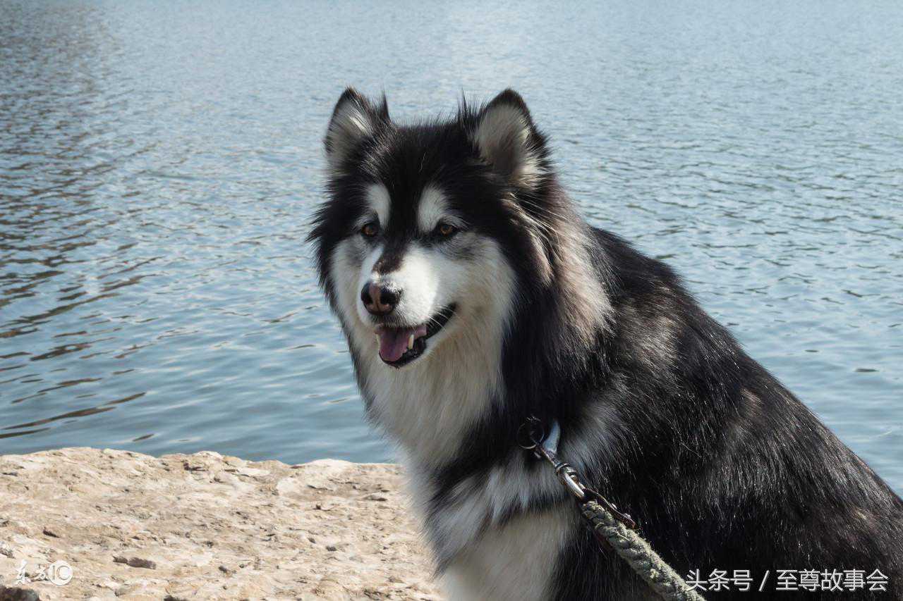 神秘的东北保家仙——犬灵
