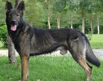 致敬这6种胜任缉毒犬的狗狗！它们可爱可敬