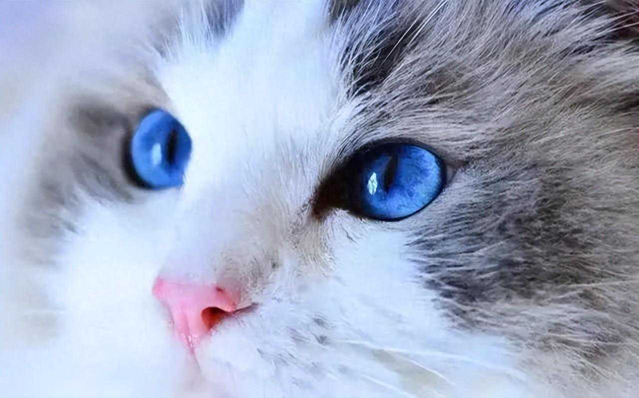 猫咪瞳孔不同颜色代表不同性格，快来看看你家猫咪属于哪种？