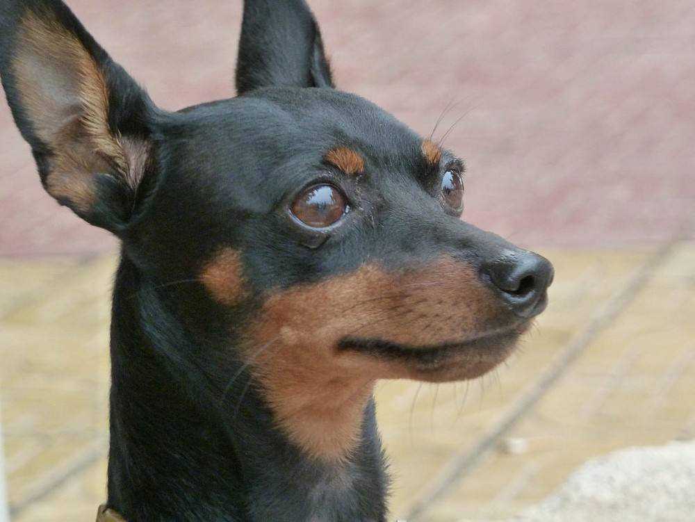 小鹿犬好养吗？小鹿犬有哪些缺点？