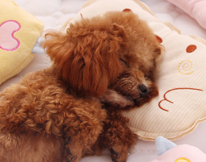 泰迪犬一般寿命有多长呢？