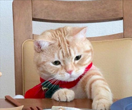 猫为什么爱在碗里剩饭？