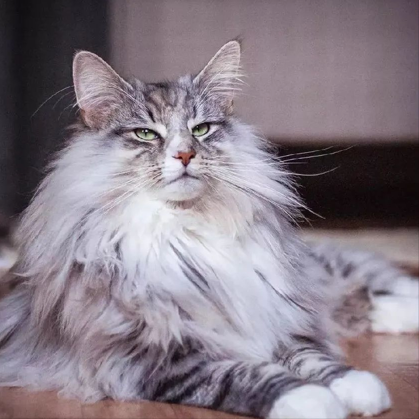 养这些猫咪，就是在“烧钱”，穷人千万别碰！