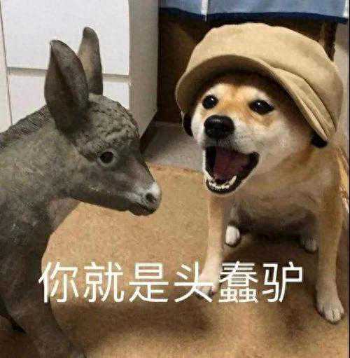 原来狗狗有这6种表现，证明它智商高，网友：可别小瞧它了
