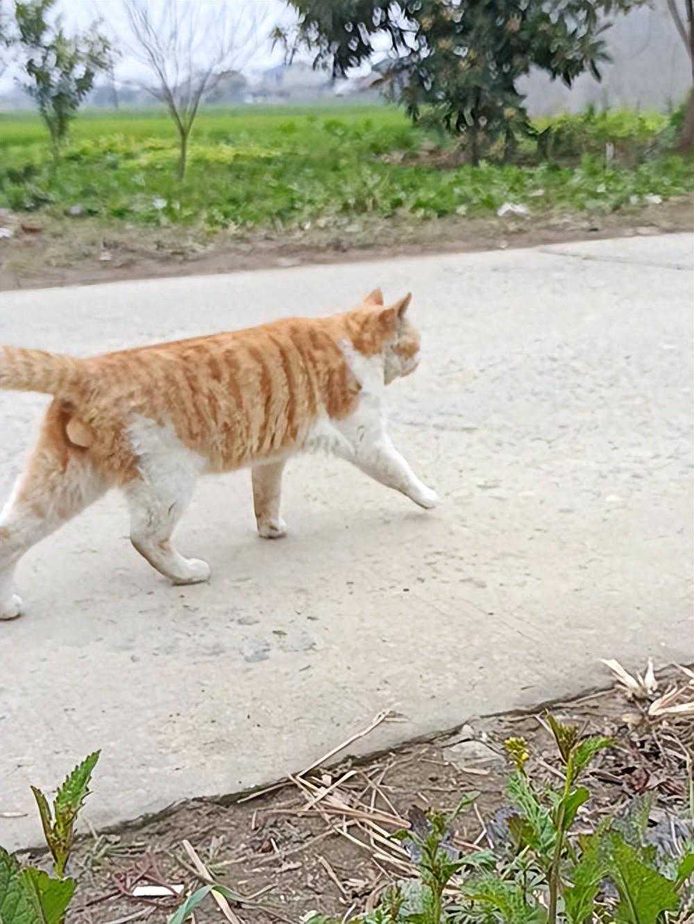 橘猫归乡记：城市与乡村的幸福对比，喵星人说“这里更开心！