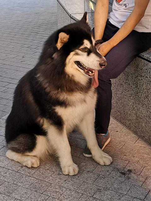 农村中传说的“扒狗子”，到底是什么动物，为何如今消失不见？