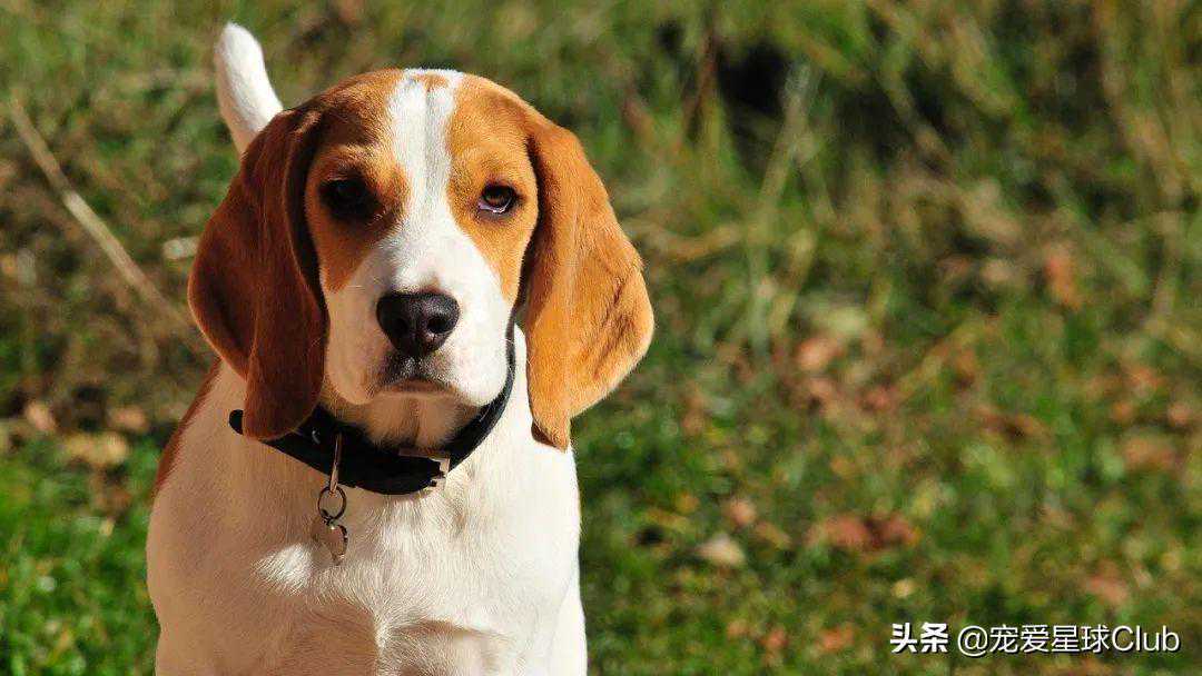 百科 | 比格犬，行走的「吸尘器」