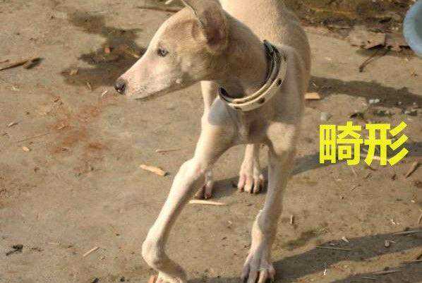 强势科普，狗狗缺钙危害大，如何迅速给狗补钙？