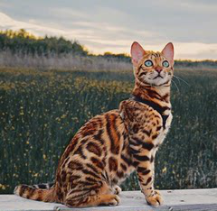 独具特色的猫咪，你不想养一只吗？