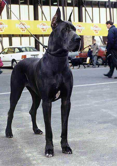 卓尔不凡的贵族犬——大丹犬