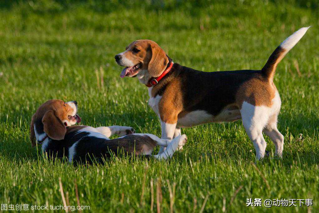 世界名犬之米格鲁猎兔犬