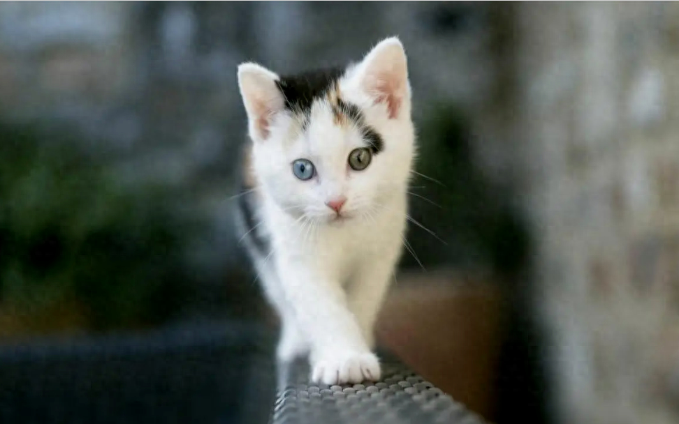 猫咪趣味小知识，你知道吗？
