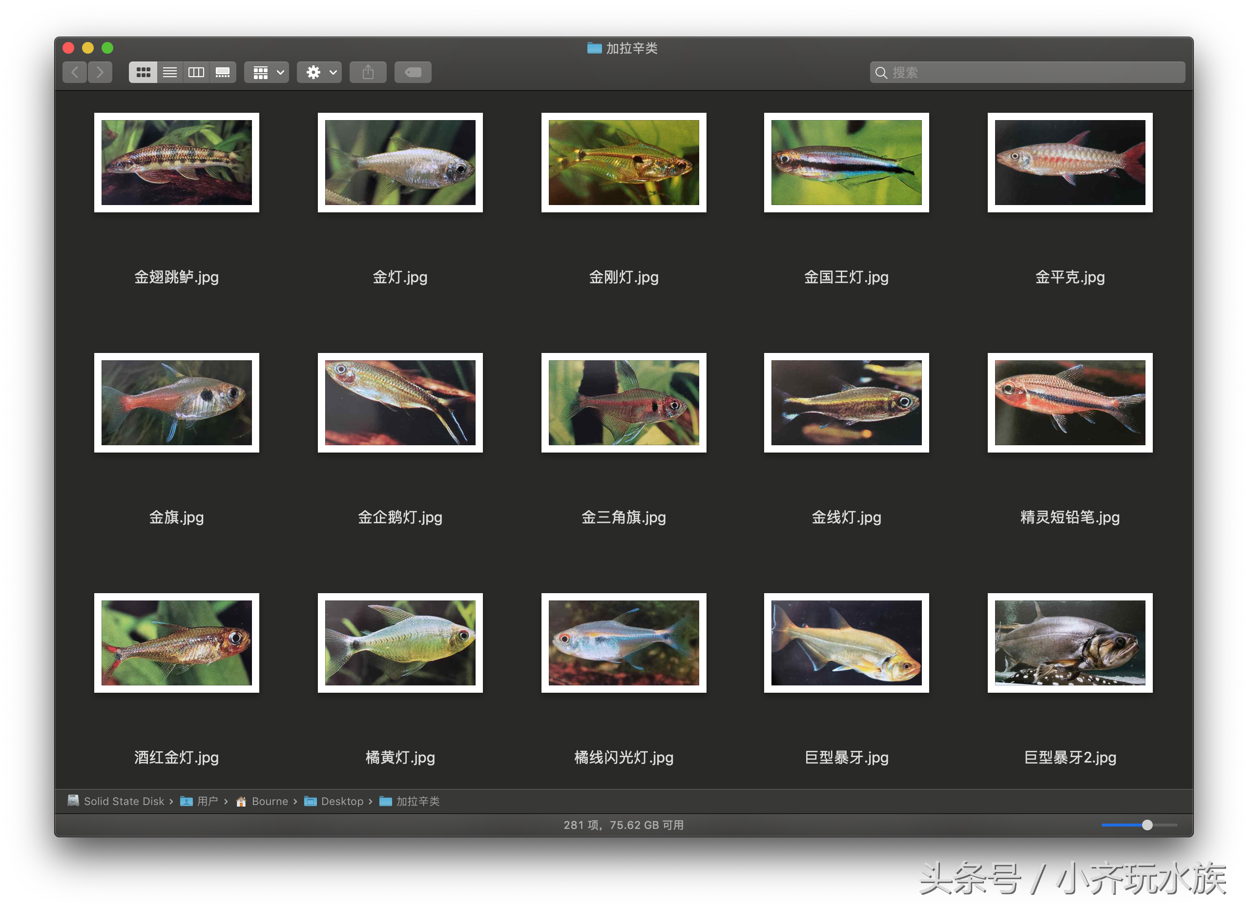281种热带鱼，谁都能叫上名字？