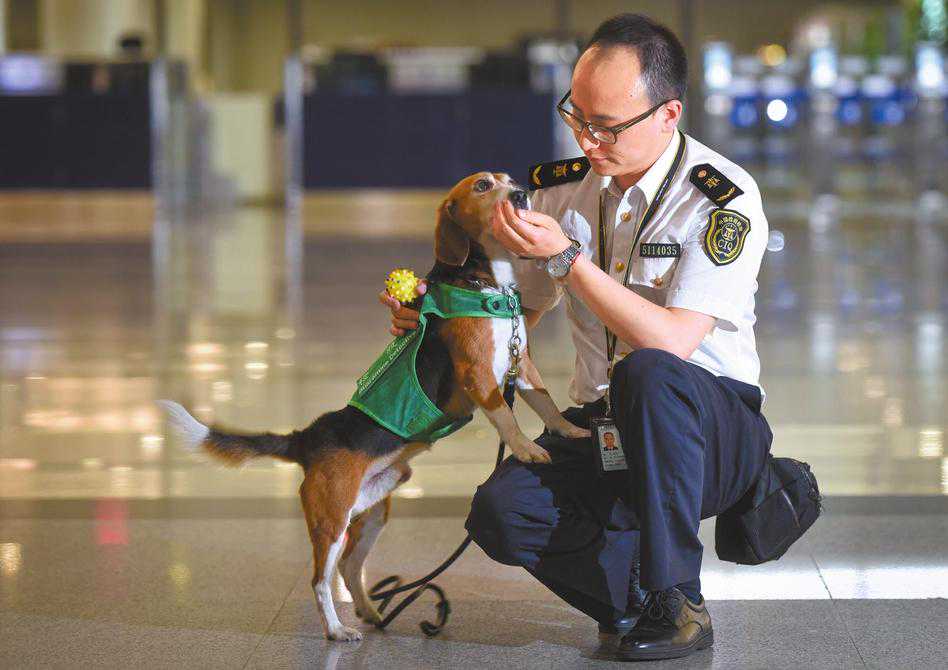 为什么检疫犬很多是比格犬？看完才知道这狗狗太适合了