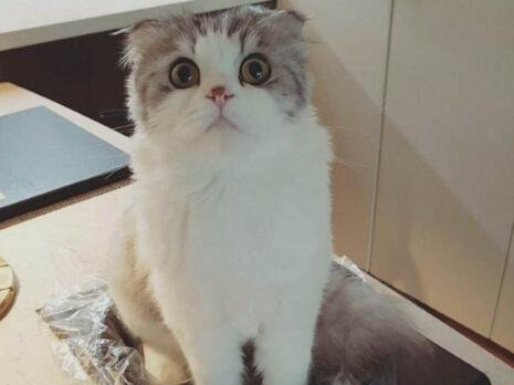 你听说过折耳猫遗传病吗，为了利益而成为残缺品种