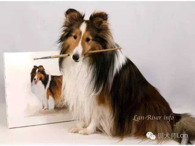 美国人都在养哪些狗狗？美国犬舍俱乐部权威犬种介绍