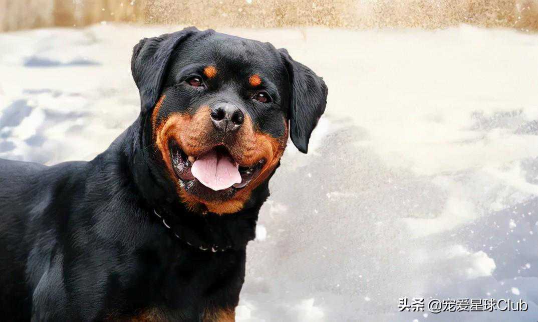 百科 | 罗威纳犬，铁汉柔情的实力派