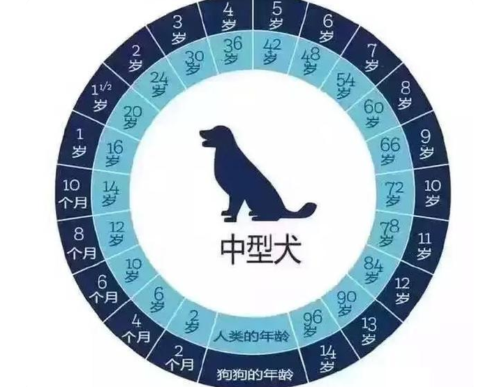 狗狗1岁等于人类几岁？附上狗狗年龄参照表