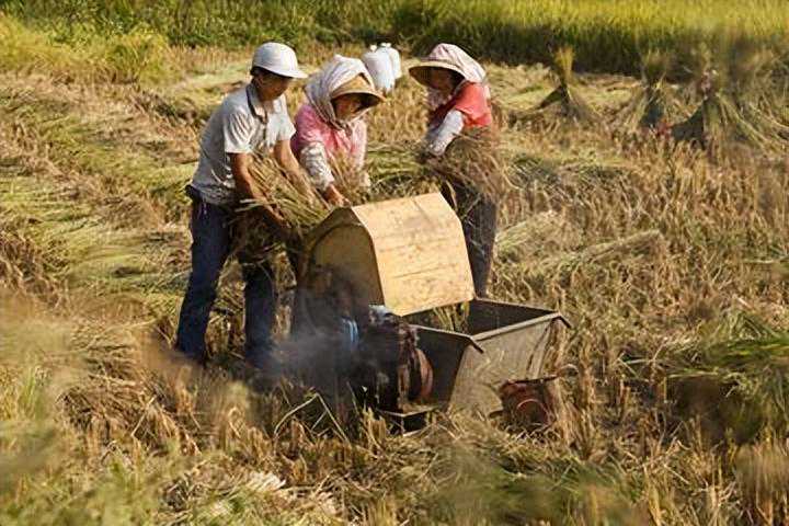 曾在农村粮食里常见，农民却说它一生只吃粮不喝水，你一定见过