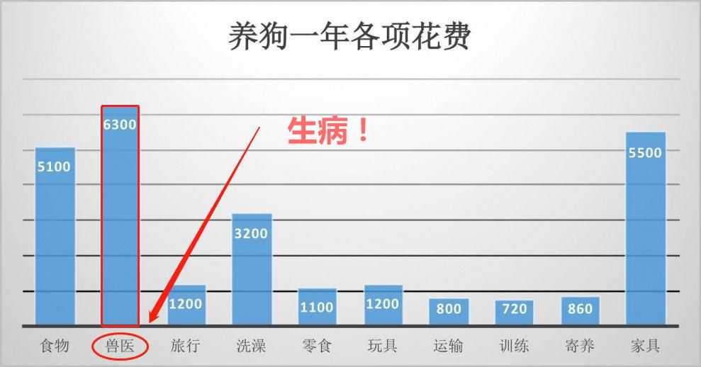 狗狗生病遭罪还花钱，做好这6点，让疾病远离它