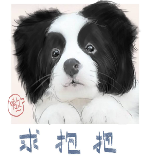 到犬舍买边牧要注意，别说这5句话，会被商家坑