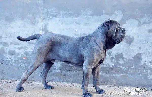 禁犬三巨头之一纽波利顿獒犬