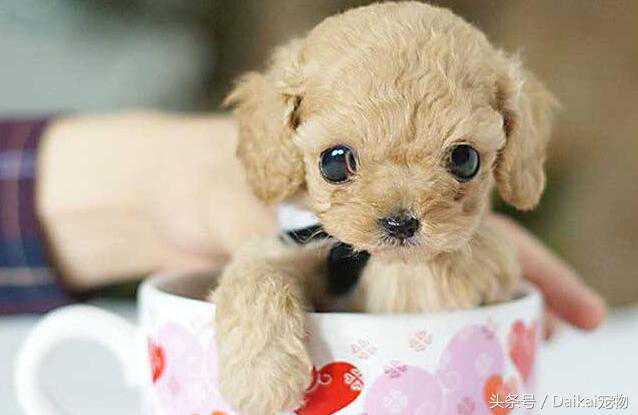茶杯犬好养吗？茶杯犬的寿命多长？