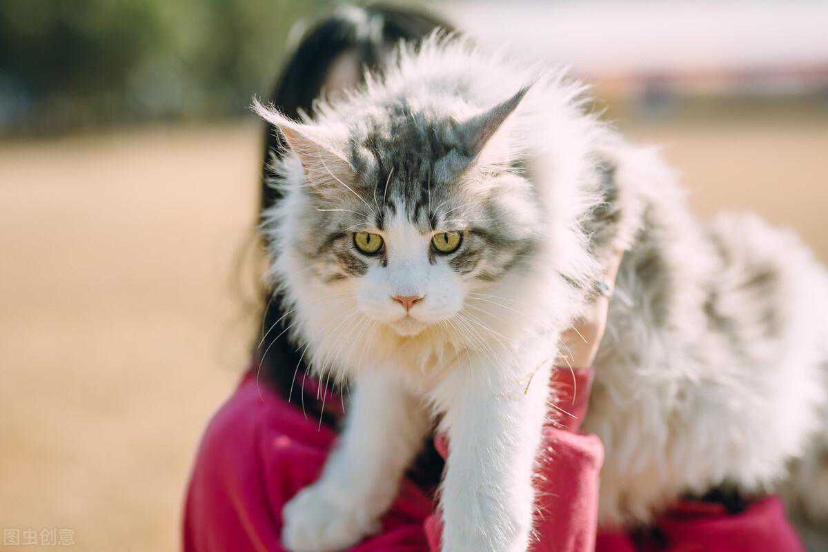 养“缅因猫”的6大坏处，让人望而却步