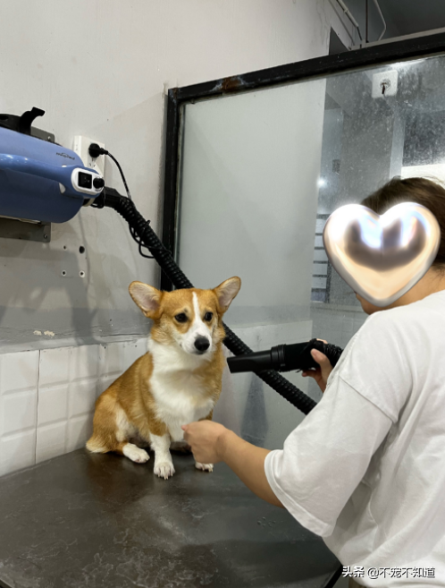 狗狗中暑的表现有哪些？