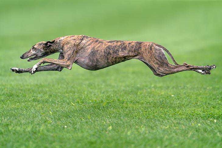寻根问祖系列（79）：格力犬（Greyhound）