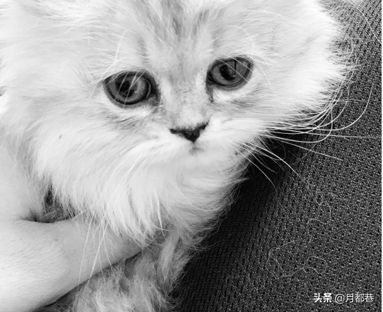 波斯猫多少钱一只?波斯猫好喂养吗?
