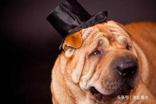 养狗“首选”这6种犬种，不仅忠诚，还好养
