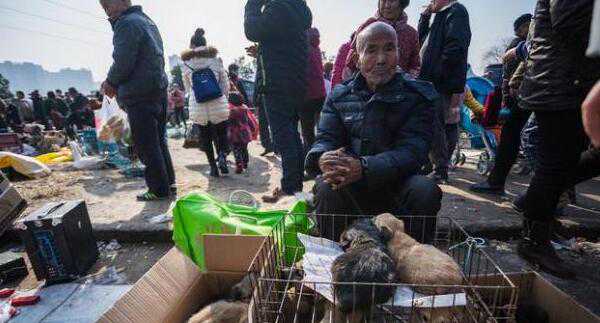资深铲屎官：教你“挑狗术”，让你一挑一个准