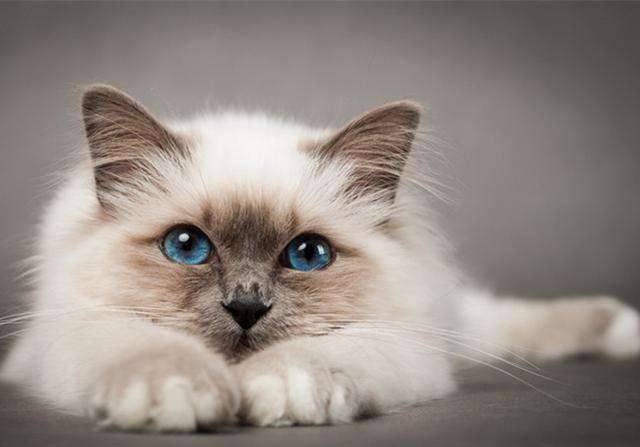 不太常见的猫，养一只是什么体验？伯曼猫了解一下﻿