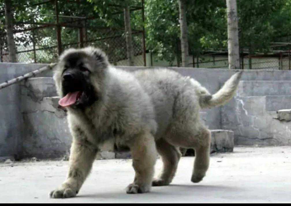 高加索犬几个月好养活 新手养高加索犬幼犬注意事项