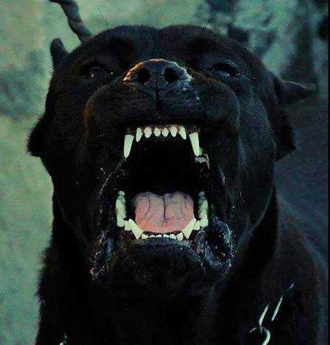美国斗牛梗和比特犬到底谁更胜一筹？