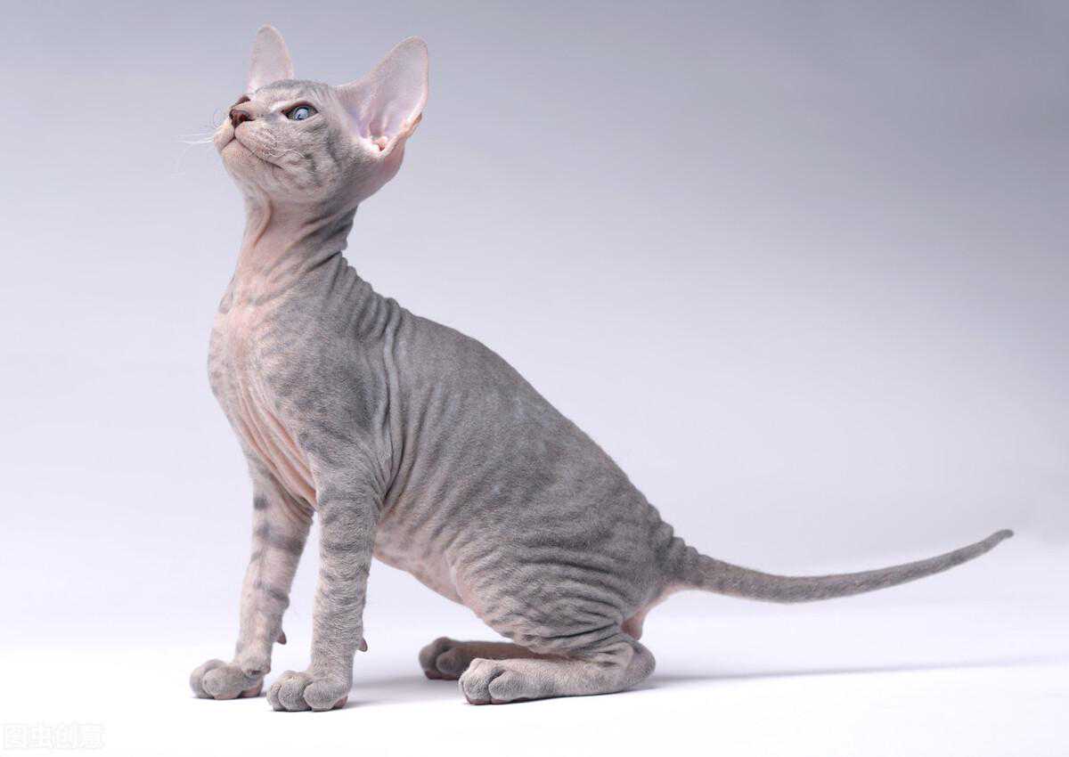 全球最贵的十种猫，它们都是可爱的代表吖