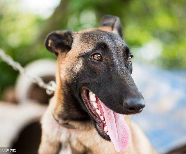宠物狗系列之卷毛比雄犬