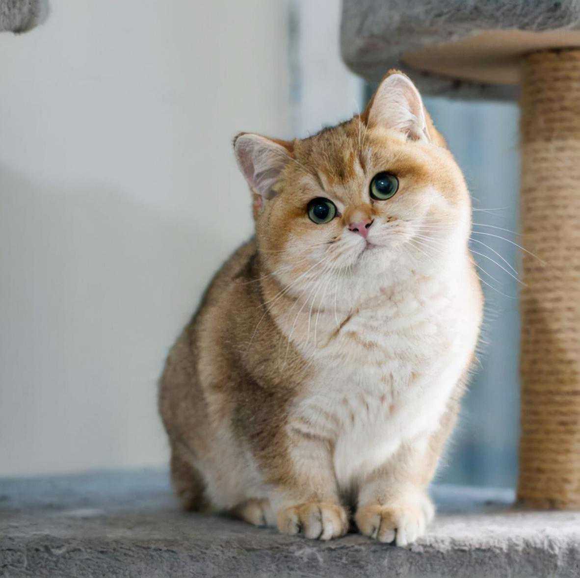 如何鉴别“英短猫”纯不纯？一般有这几个特征